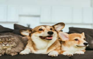 Mold affects pets like cats and dogs, causing allergies and health issues. ARC Restoration provides expert mold removal for a safer home.