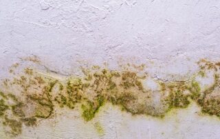 Wall with mold growth texture