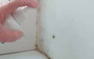 Spraying cleaner on a moldy wall corner, highlighting the importance of mold mitigation to prevent further growth and restore the area.
