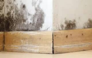 A wall with mold and wooden baseboards, emphasizing the need for mold remediation to safely remove mold and restore the affected area.