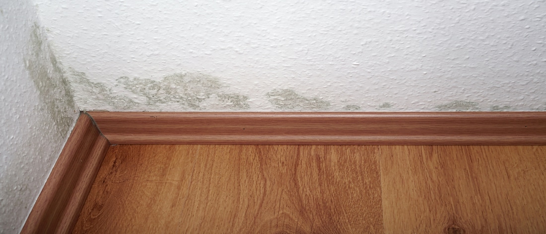 Mold stains along the base of a wall above wooden flooring.