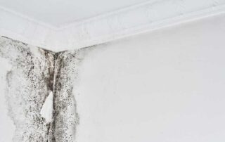 Mold growth on white wall corner. Signs of Water Damage on the Ceiling