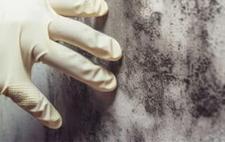 A gloved hand inspecting black mold on a wall, highlighting the need for mold removal services to safely eliminate mold and restore the area.